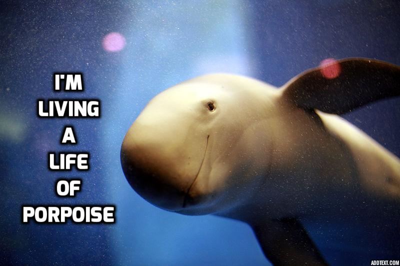 living a life of porpoise