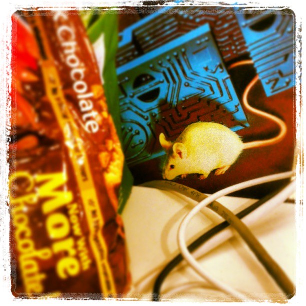 Mouse spotted near my snacks.