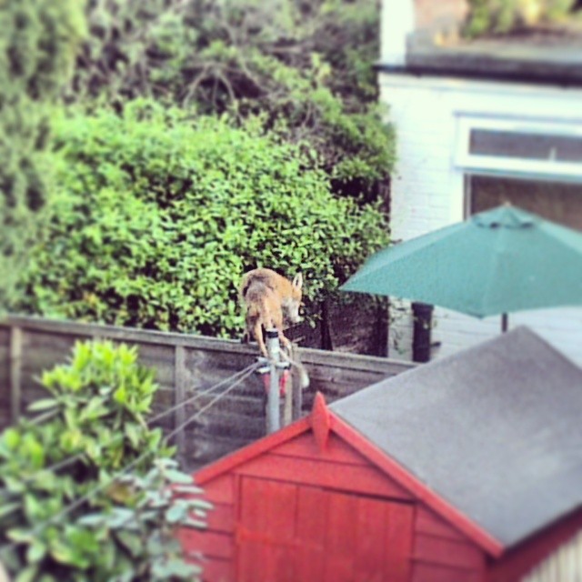This noisy little dufus was stuck in our back garden all morning.